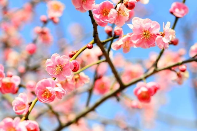 桜の剪定は11月がベスト！計画的な剪定方法で枯れない桜に育てよう