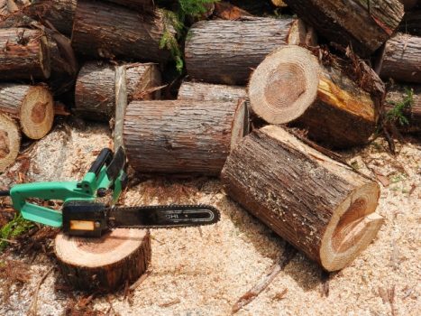 庭の木を切るときに必要な道具や伐採方法、伐採後の処理