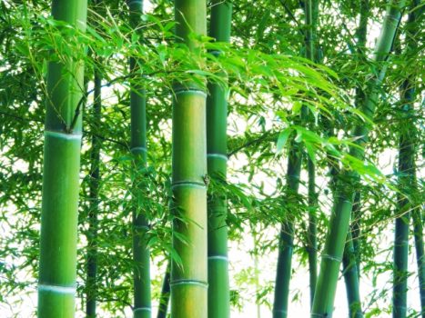 竹の除草剤に有効なのは2種類。その他の除草法と竹害について