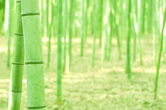 竹を放置すると、竹害へ発展…