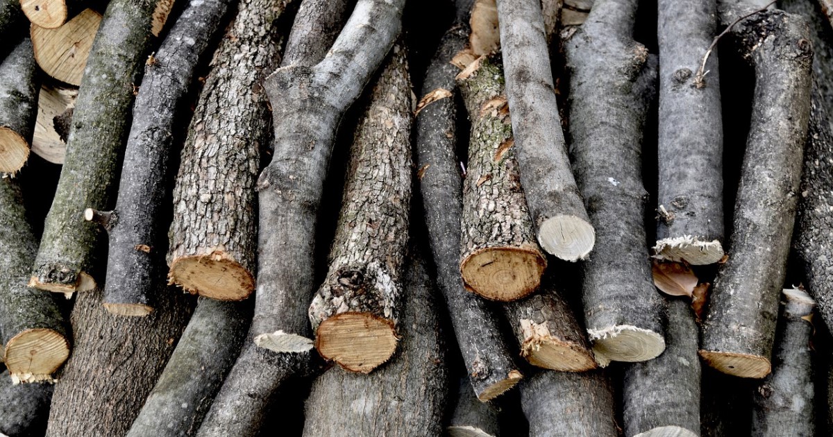 伐採した木の処分はどうする？4つの方法を紹介｜大事な注意点も！