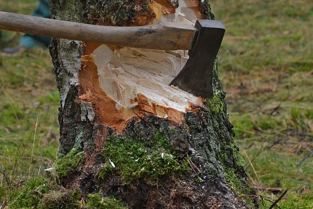 樹木伐採の費用相場｜優良業者の選び方・よくあるQ&A・事例