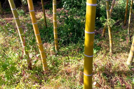 竹の伐採に必要なもの