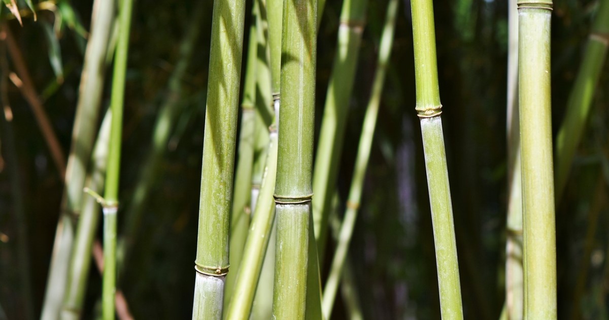 竹が腐るおもな原因は2つ！伐採時期と防腐処理の方法を徹底解説