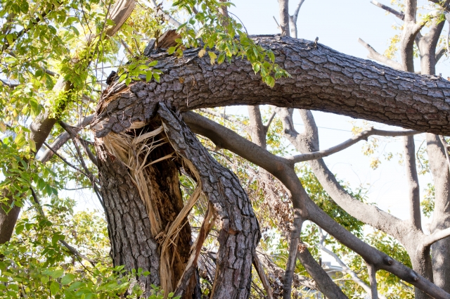 火災保険は“倒木”にも適用できる？被害状況で変わる適用条件を解説